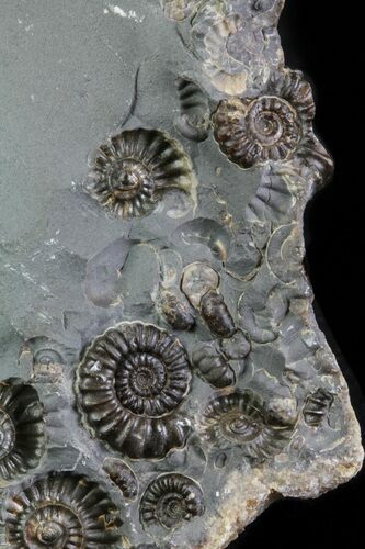 Ammonite (Promicroceras) Cluster - Somerset, England #63500